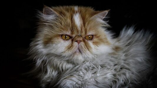 15 Cat Breeds Vets Say Should Be Avoided by Seniors