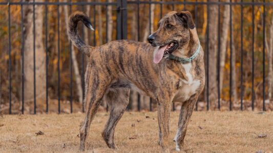 17 Rare Dog Breeds You Might Not Have Heard of Before