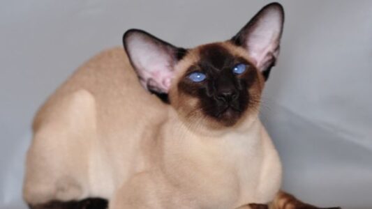 15 Cat Breeds That Could be Dangerous Around Children