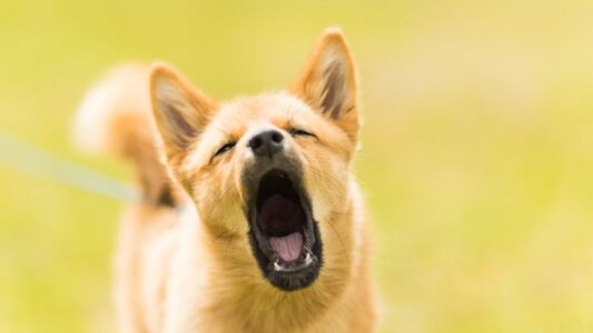 10 Noisy Dog Breeds Whose Barking Can Drive You Crazy