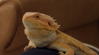 Which Reptile Are You According To Your Zodiac Sign