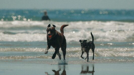 8 Pet-Friendly US Cities Perfect for Retirement
