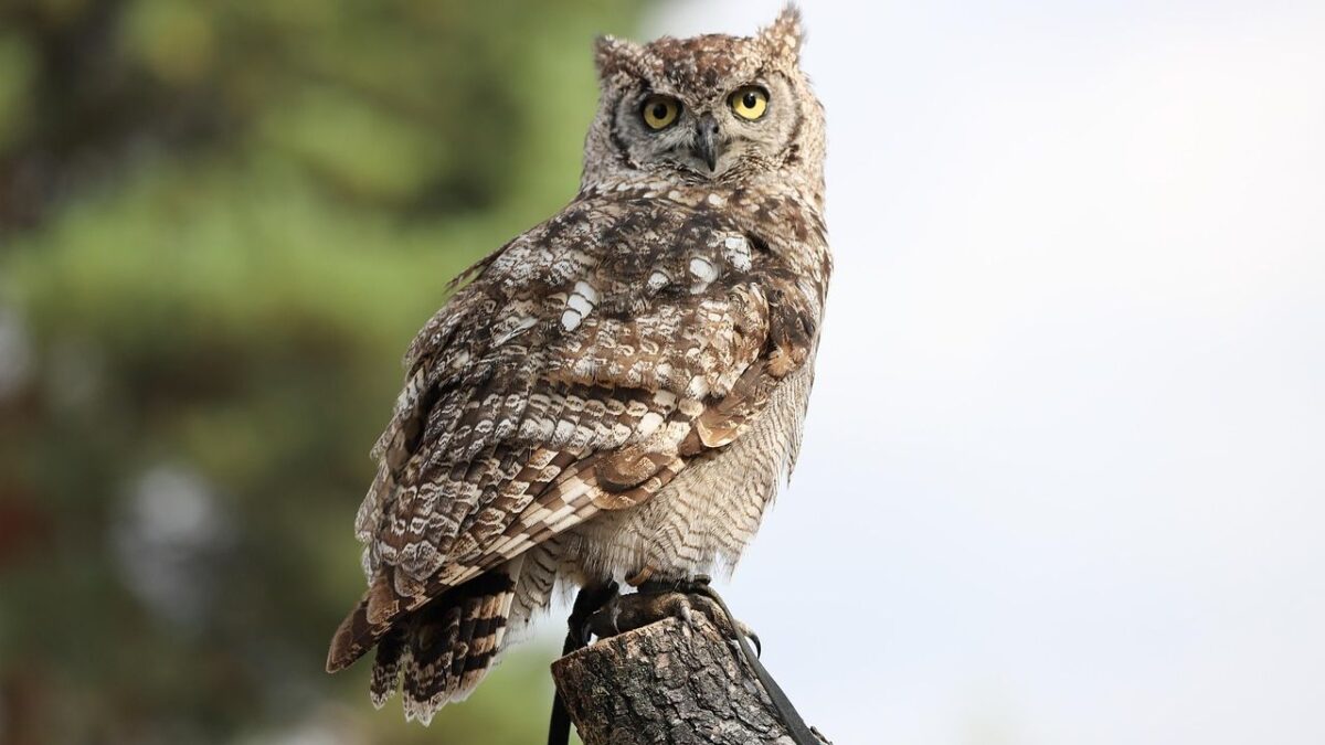 11 Native American Symbols and Their Animal Meanings