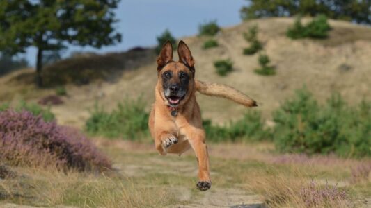 These 7 Dog Breeds Are Surprisingly Challenging for First-Time Owners