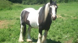 8 Amazing Horse Breeds You Never Knew Existed
