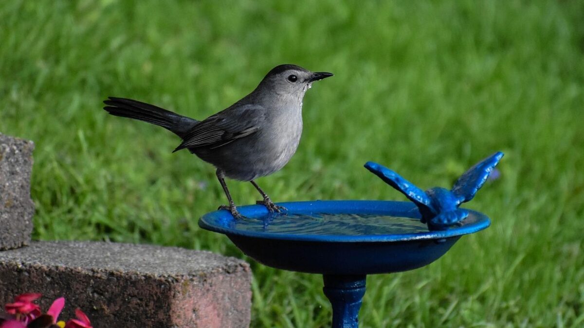 How to Create a Wildlife Haven in Your Own Backyard