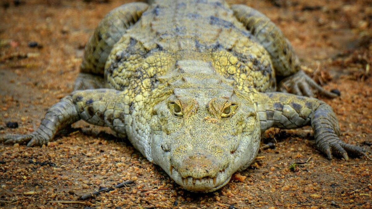 Ancient African Legends and Myths Featuring the Powerful Crocodile