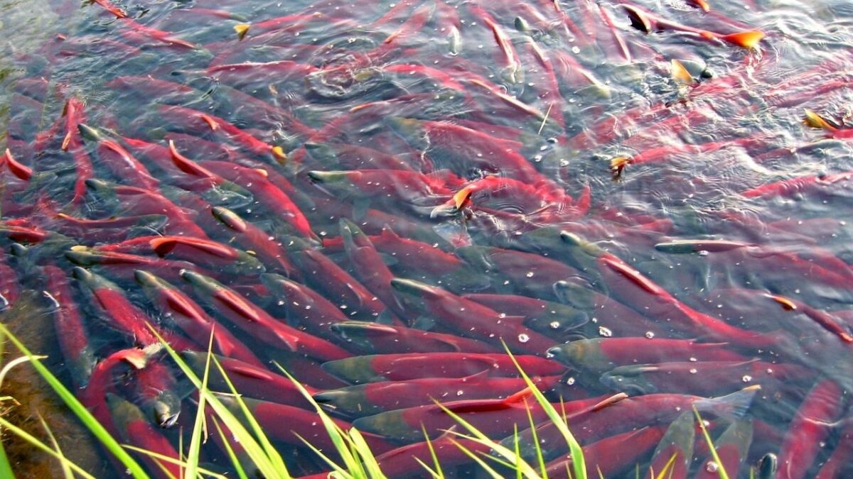 How Salmon Navigate Thousands of Miles to Spawn
