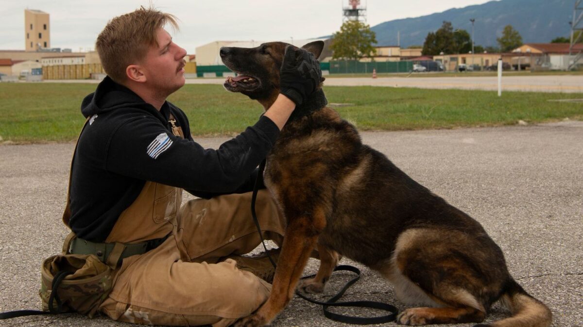 From Pup to Guide Dog: The Incredible Training Journey of America's Service Animals