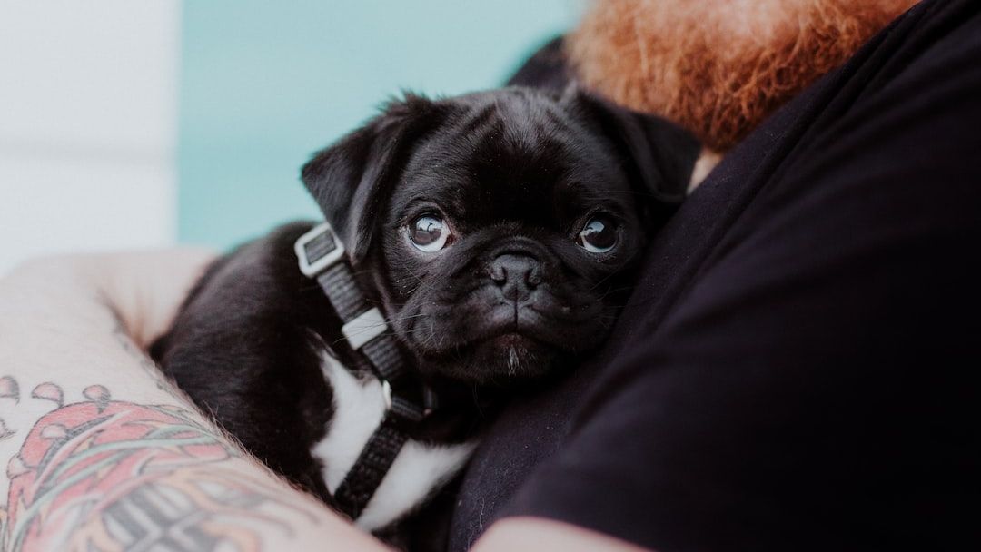 10 Dog Breeds That Need Extra Cuddle Time