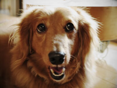 5 Ways to Keep Your Dog&rsquo;s Teeth Healthy