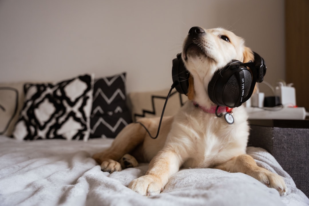 5 Simple Hacks for a Calmer Dog