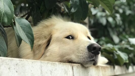 6 Reasons Why Your Dog Ignores You