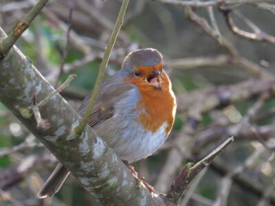 Why Do Birds Sing Different Songs?