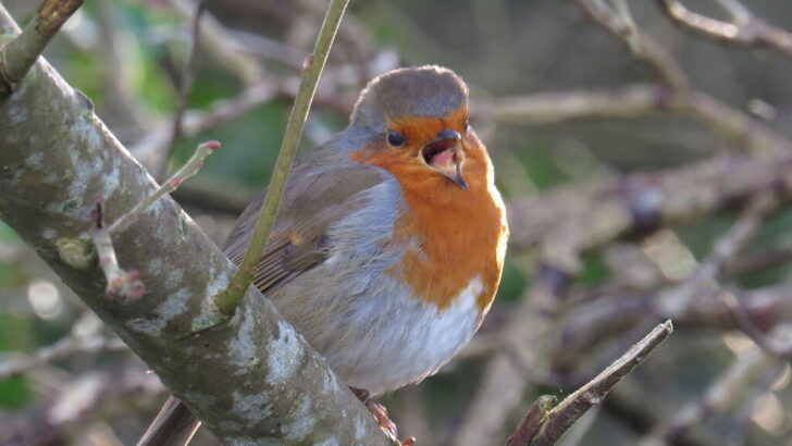 Why Do Birds Sing Different Songs?