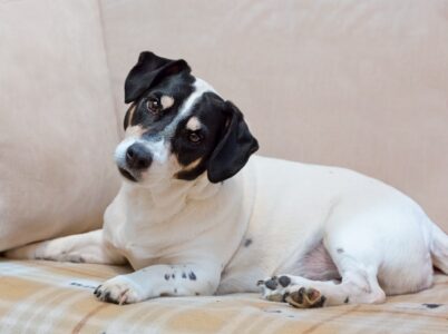Why Do Dogs Tilt Their Heads?