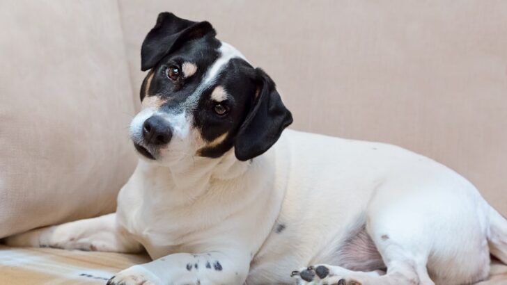 Hidden Dangers of Smoked Salmon for Dogs: What Pet Owners Need to Know