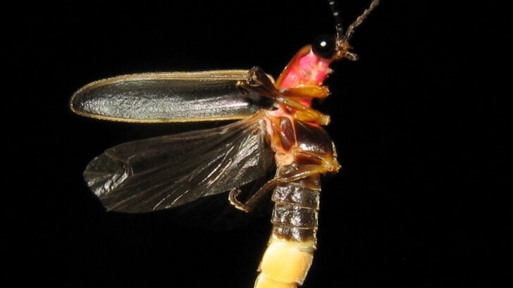 Why Do Fireflies Light Up at Night?