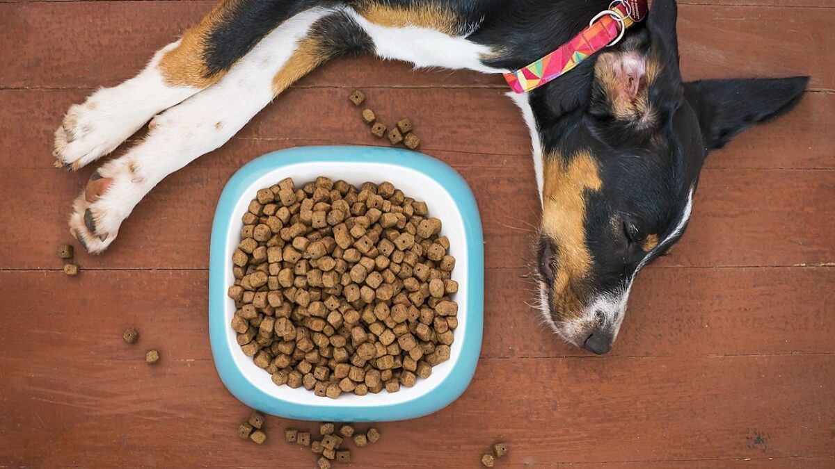 5 Overlooked Signs Your Pet Might Be in Pain