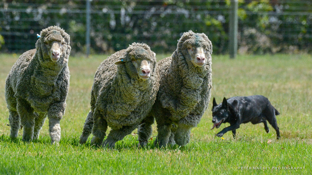 Choosing the Best Dog Breeds for Farm Life