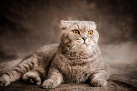 15 Cat Breeds That Refuse to be Trained According to Vets