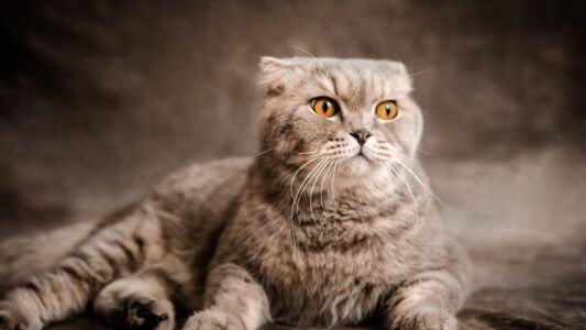 15 Cat Breeds Vets Secretly Wish Families With Children Should Stop Choosing