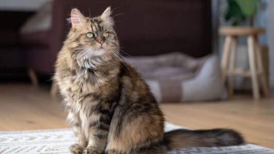 15 Cat Breeds Vets Say Are Totally Wrong for First-Time Owners (No Matter How Cute They Look)
