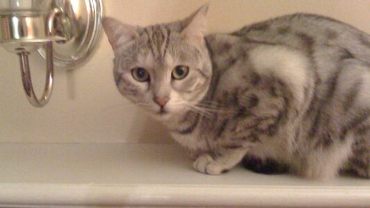 14 Cat Breeds Trainers Admit Are Practically Impossible to Socialize With Other Pets