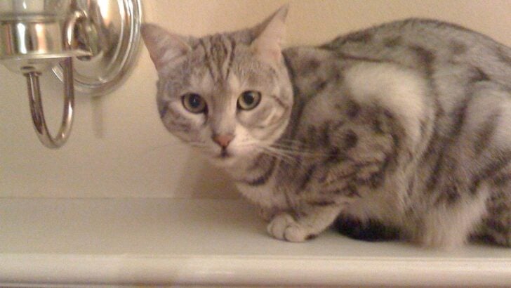 14 Cat Breeds Trainers Admit Are Practically Impossible to Socialize With Other Pets