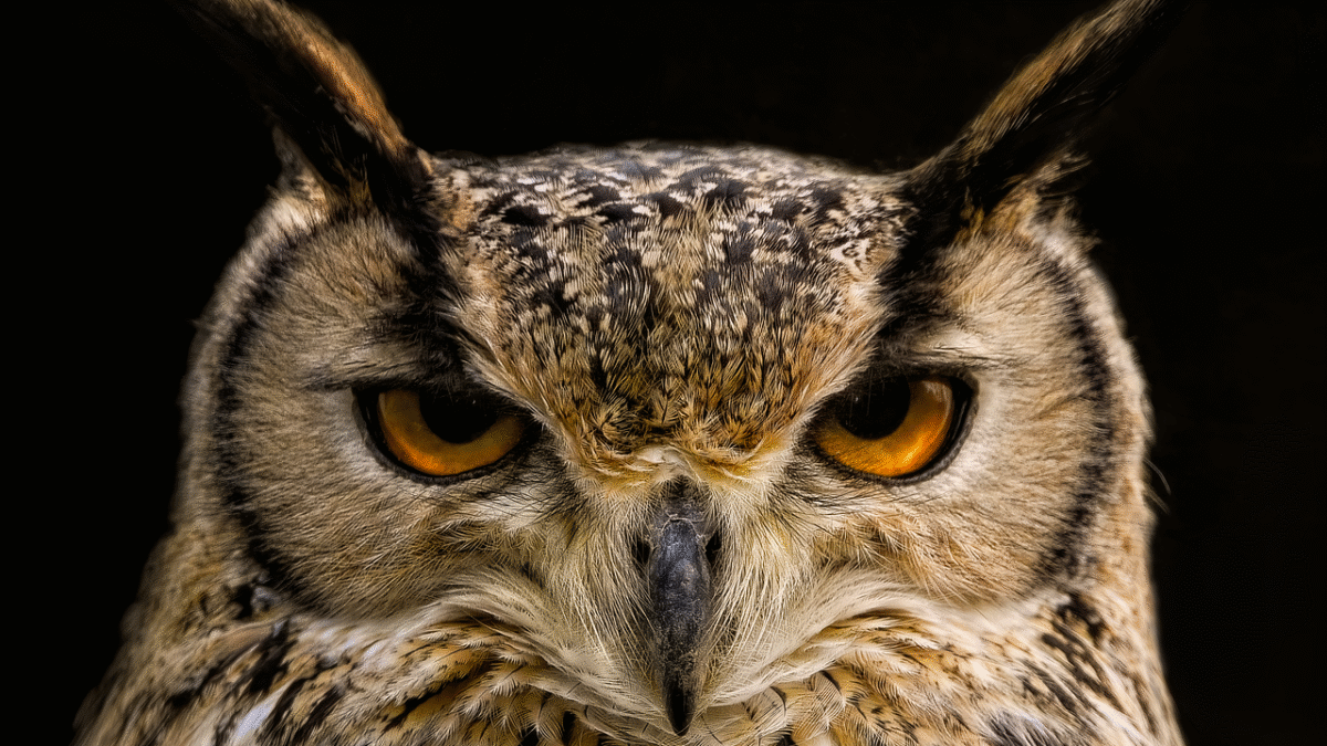 What Animal Symbolizes Your Zodiac Sign in Native American Traditions?