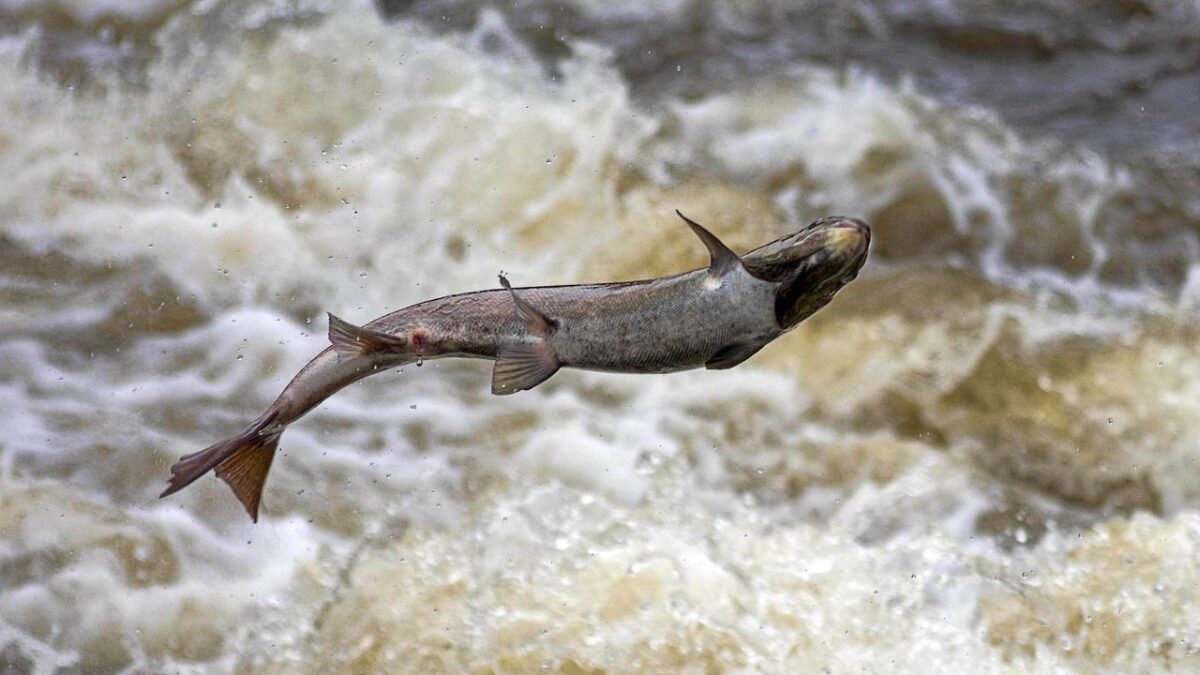 8 Endangered North American Animals and How Native Tribes Are Saving Them