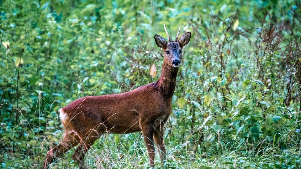 Which US Native Creature Matches Your Zodiac Sign?