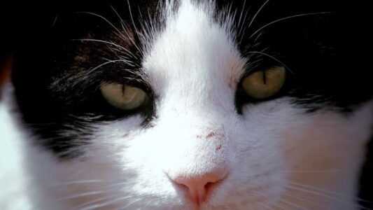 Your Cat’s Nose Knows You Better Than You Think