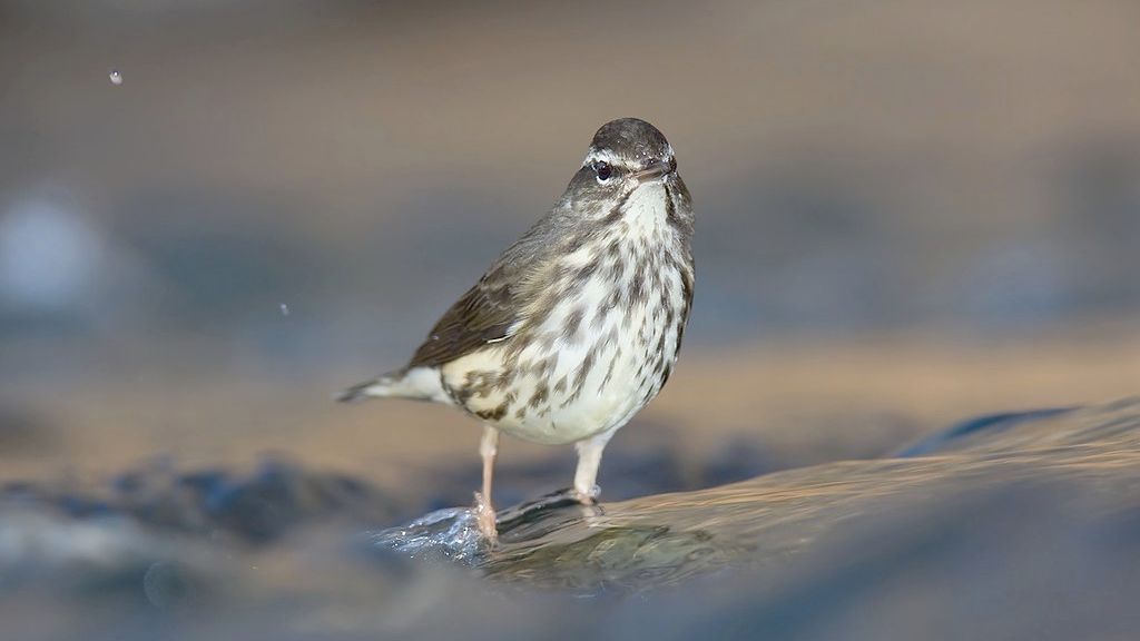 The 10 Most Breathtaking US Lakes Home to Rare Bird Species