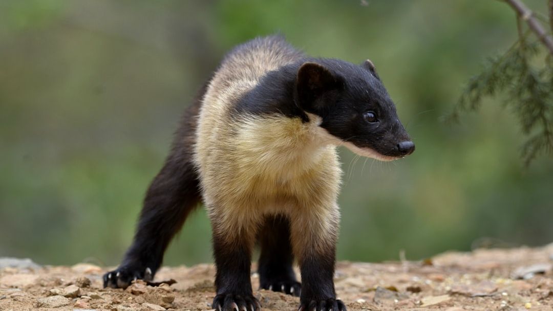 8 US National Parks Where You Can Witness Rare Animal Sightings