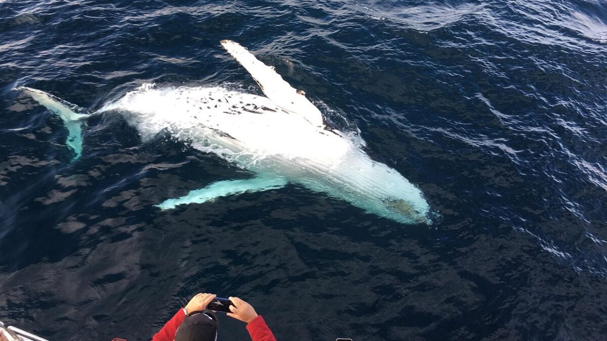 8 US Coastal Towns Where You Can Spot Playful Dolphins and Whales