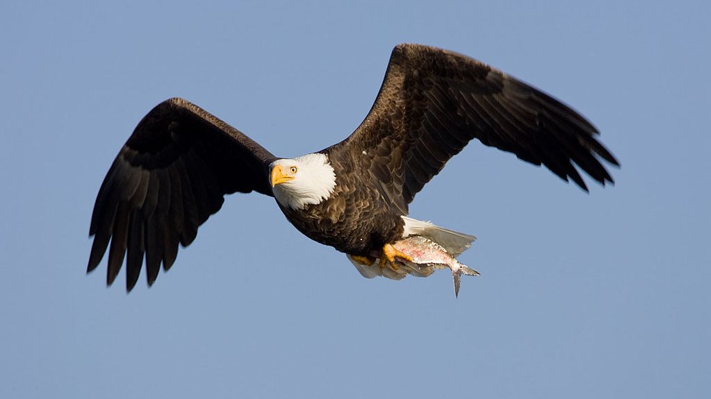 5 US States With The Most Bald Eagles
