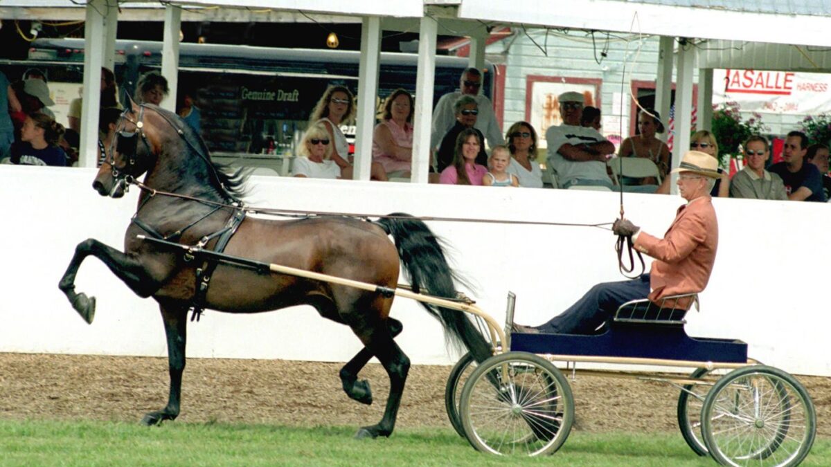 What Type of Horse Breed Are You According to Your Zodiac Sign