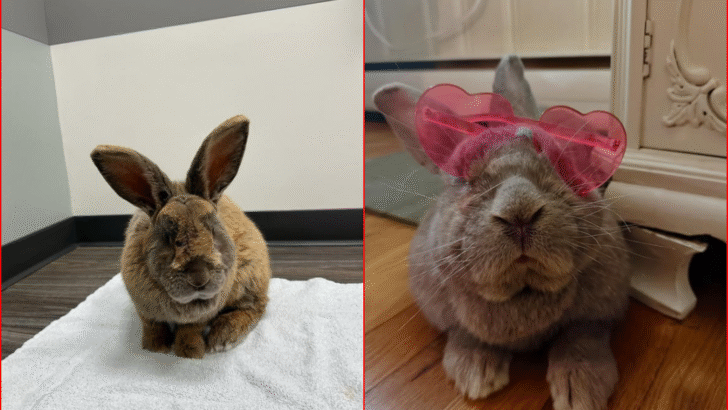 Raised as Livestock on Meat Farm, Rabbit Named Hoppy Makes a Beautiful Transformation