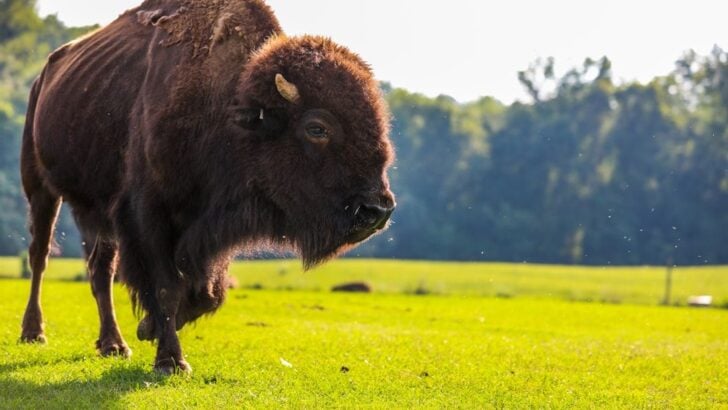 6 US States With the Most Buffalo