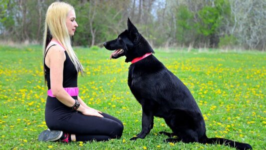 10 Common Dog Training Mistakes That Actually Harm Your Bond