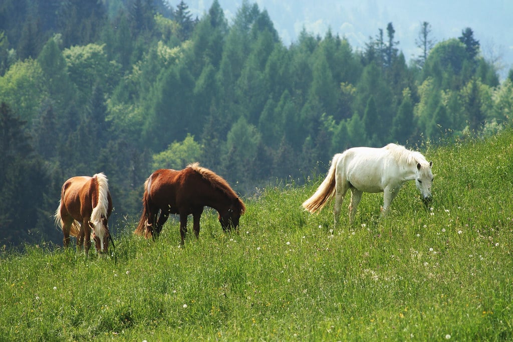 The World's Most Mysterious Ancient Sites: 12 Care Mistakes That Lead to Health Problems in Horses