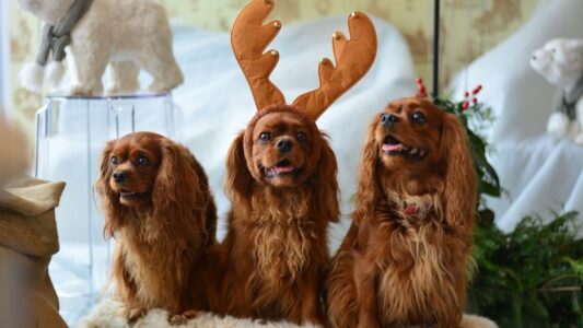 Did Dogs Really Follow the Shepherds to Bethlehem? The Legend from Grenada That Lives On