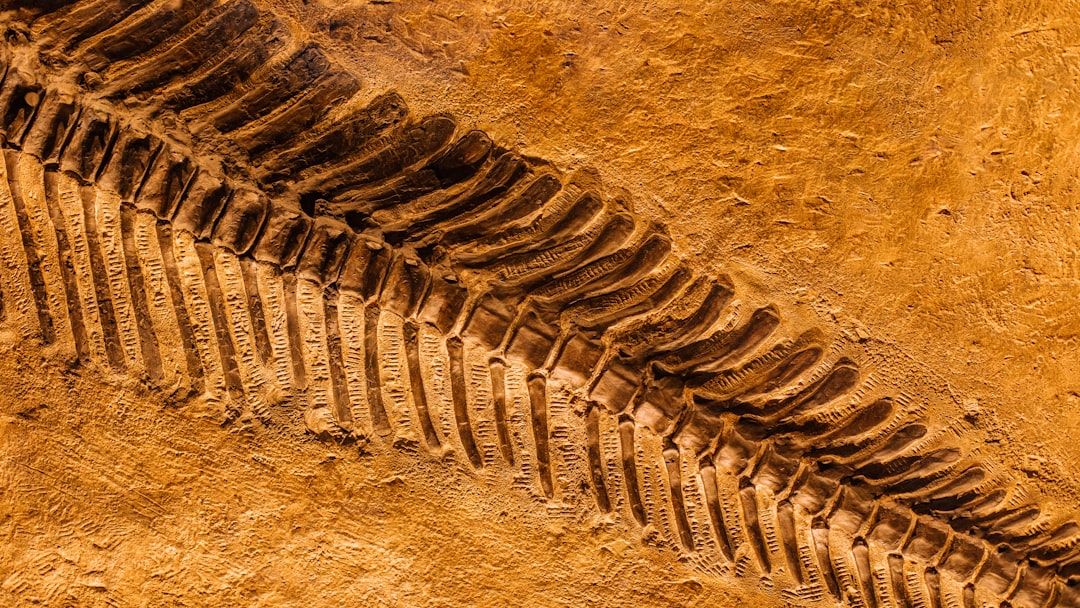 Is Earth Already In Its 6th Extinction?