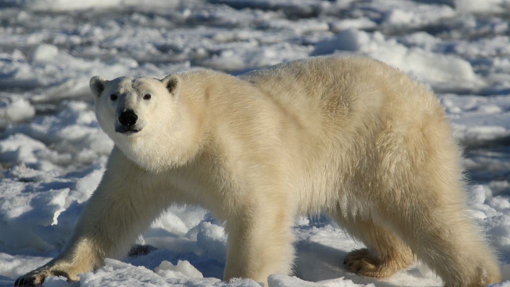 12 Amazing Facts About Bears That Will Change Your Perspective