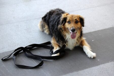 10 Emotional Mistakes People Make During Dog Training