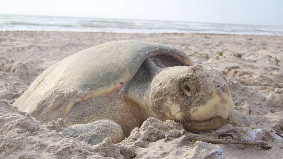 The Most Endangered Sea Turtle in the World