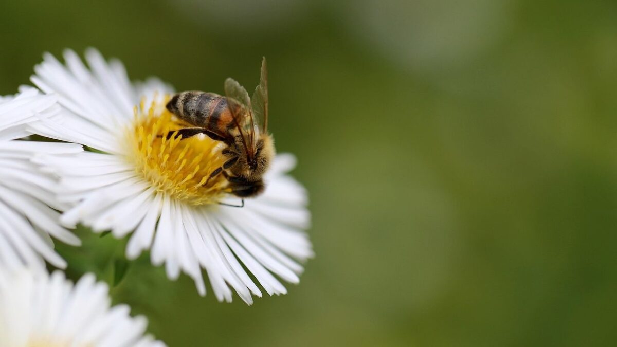 7 Animals That Are Key to a Healthy Ecosystem