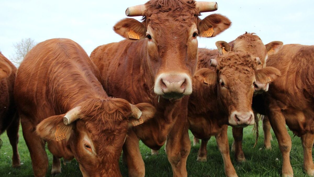 6 Farm Animals That Are Smarter Than You Think