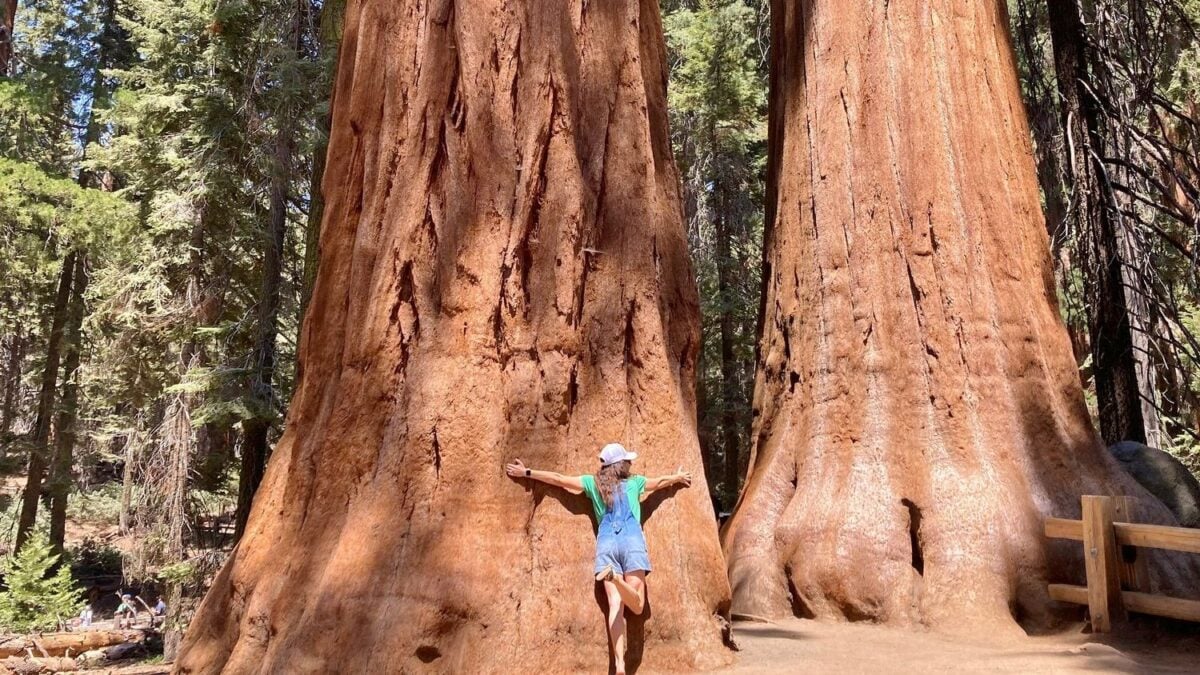 5 Facts About General Sherman, The Largest Tree in the World